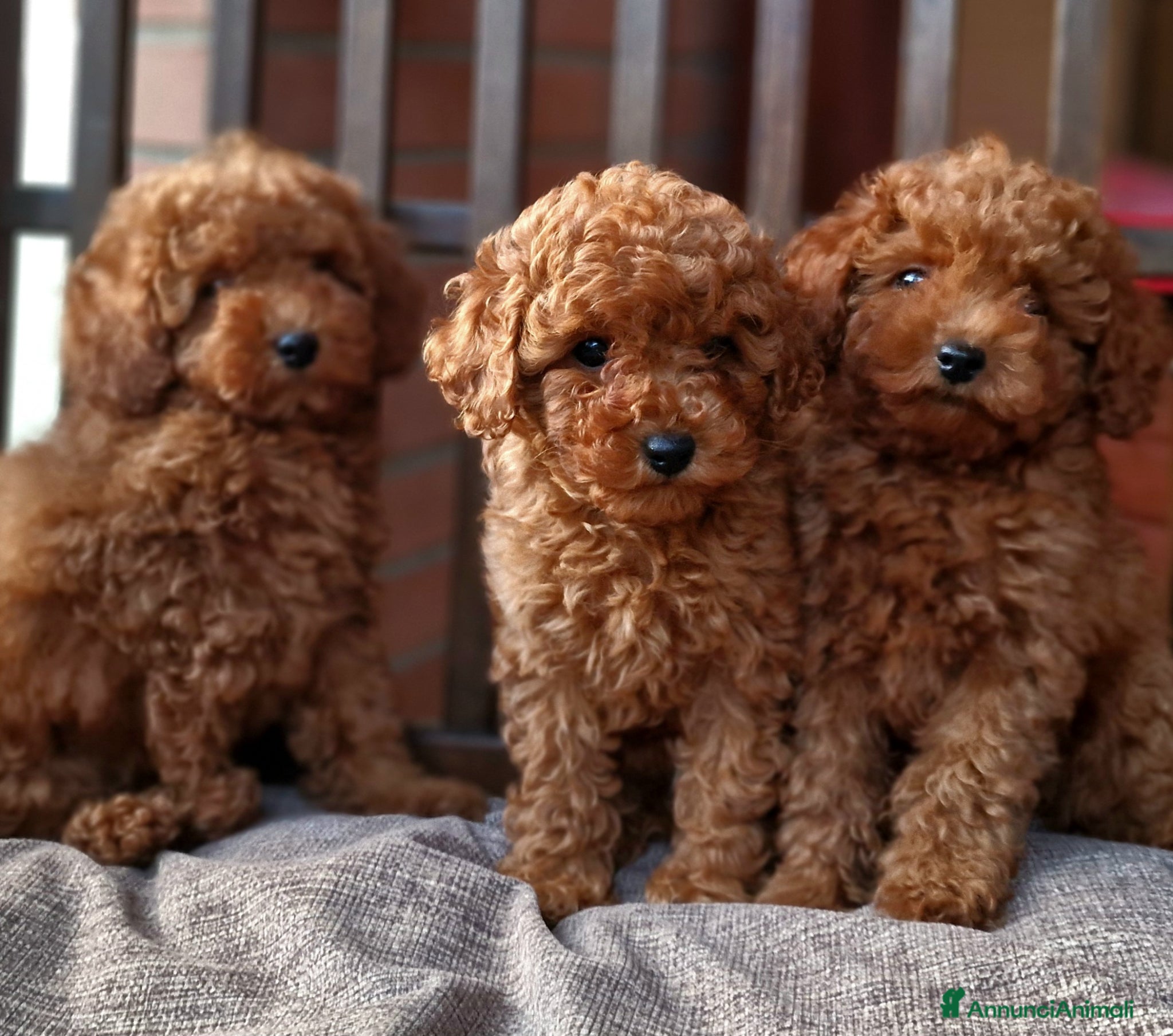 Barboncino Toy cani in vendita: Barboncino mini toy e Teacup Red brown  - Annuncio 6