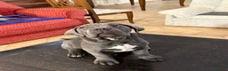 Cane Corso cani in vendita: Cuccioli di cane corso  - Annuncio 4