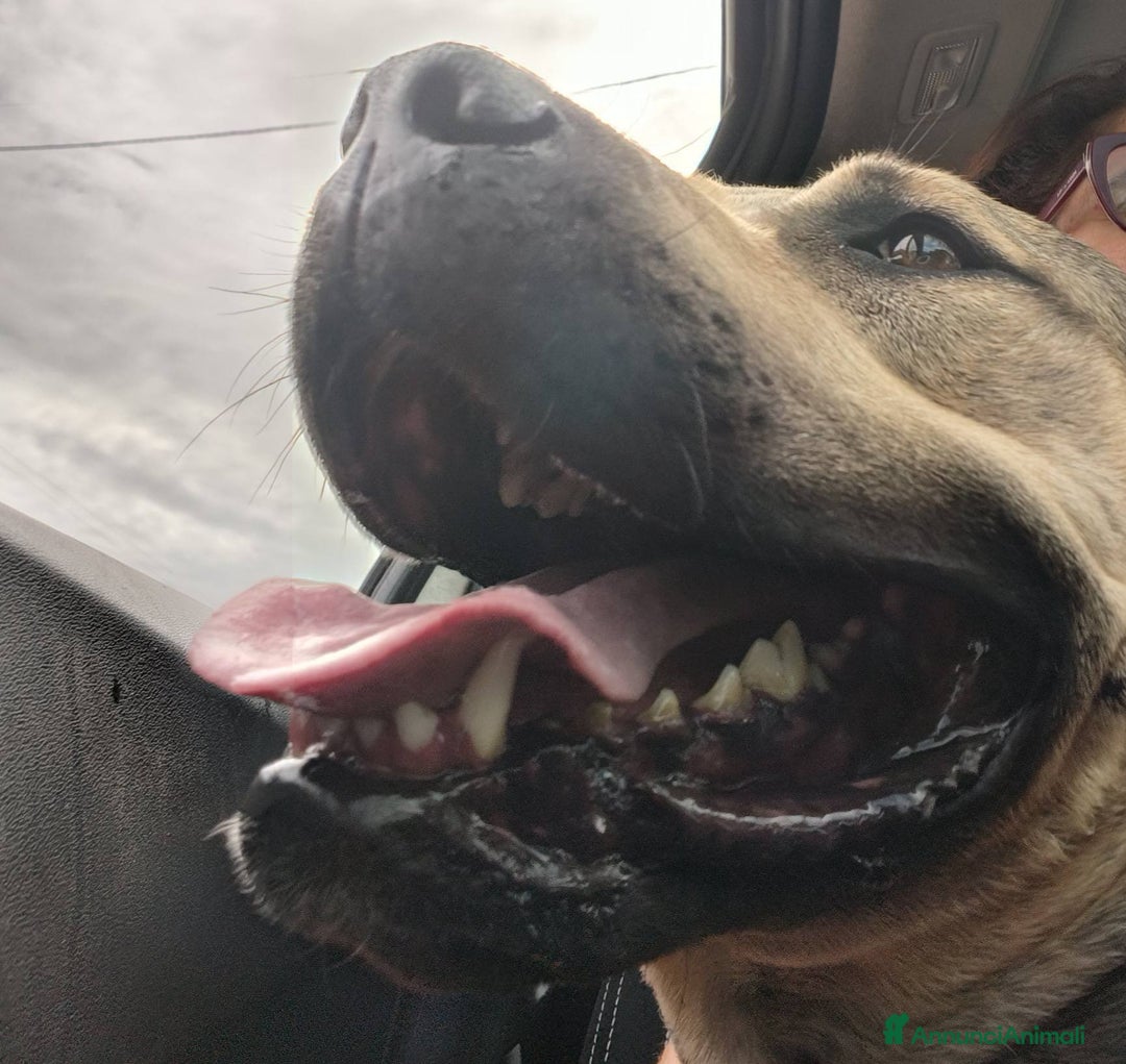 Meticcio cani in regalo: Bellissimo e dolcissimo Bobby - Annuncio 18