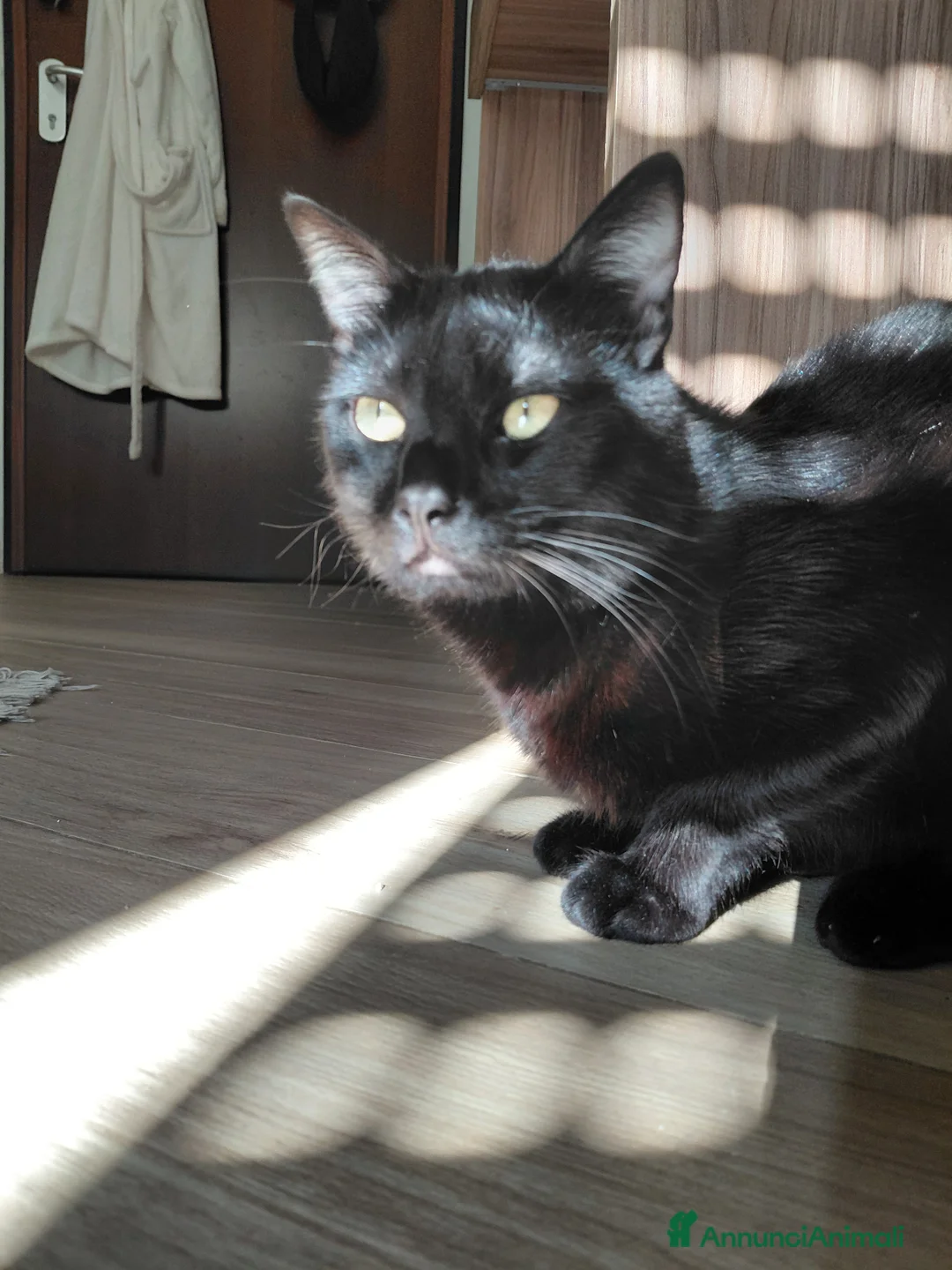 Europeo gatti in regalo: Gattino nero - Annuncio 1