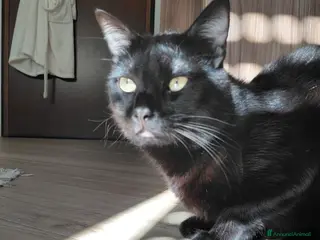 Europeo gatti Gattino nero - Annuncio 2