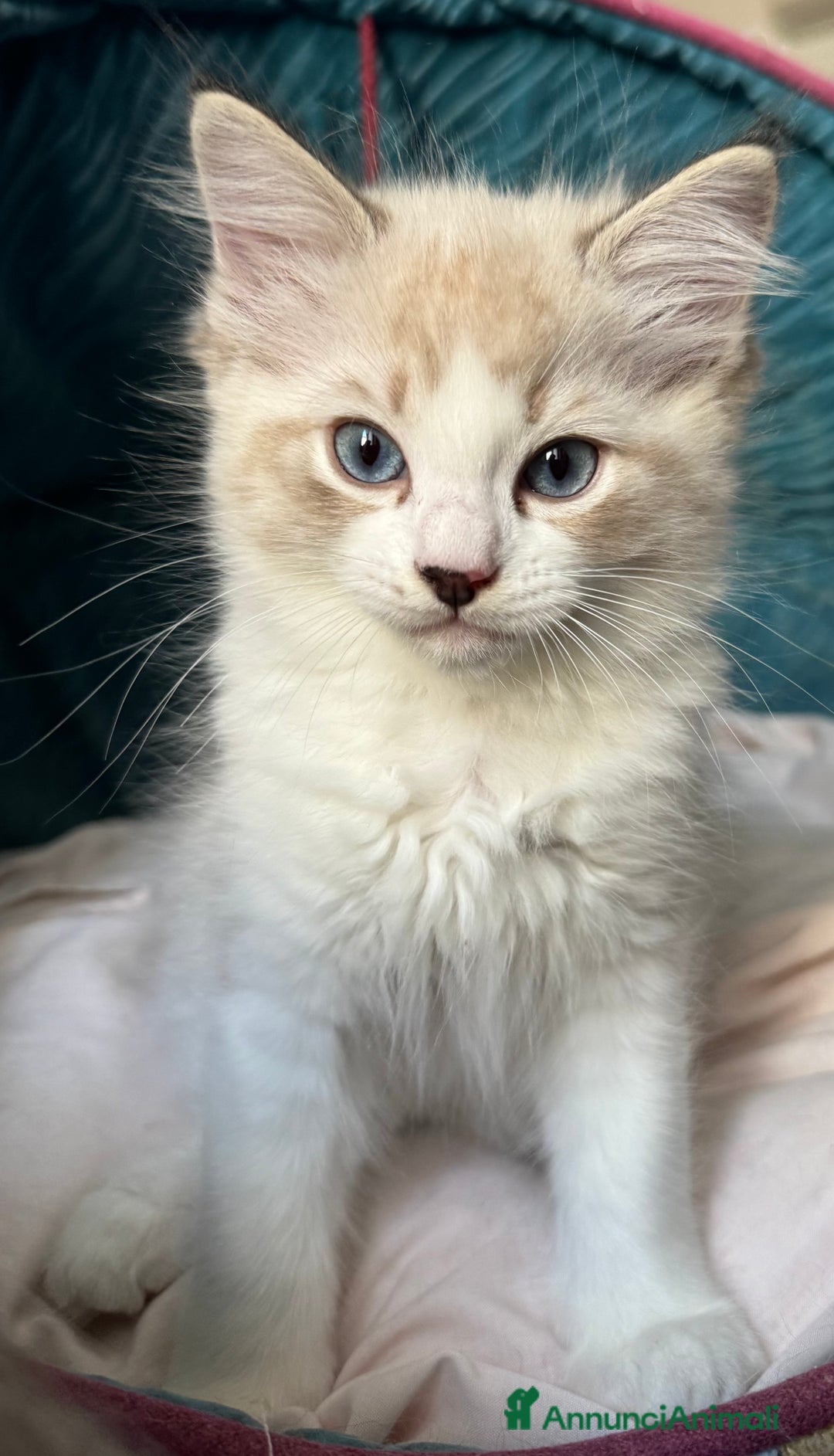 Ragdoll gatti in vendita: Ragdoll cucciolo  a Provincia di Varese - Immagine 6