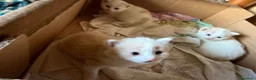 Europeo gatti in regalo: Regalo gattini - Annuncio 5