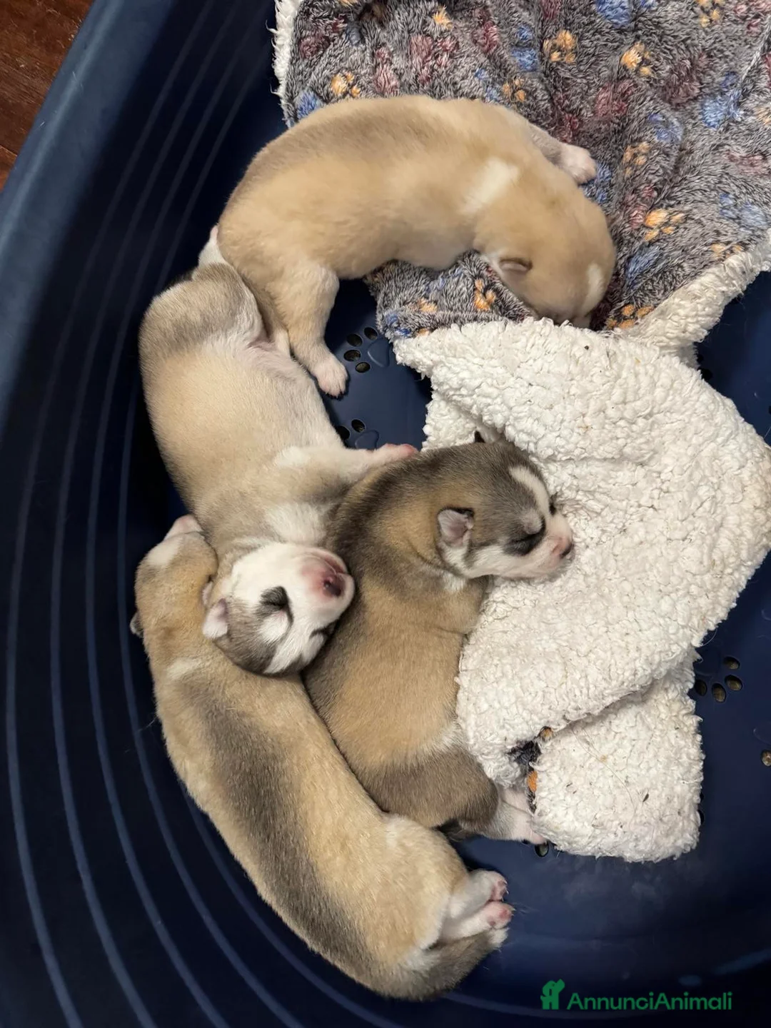 Husky cani in vendita: Cuccioli di Husky  - Annuncio 4