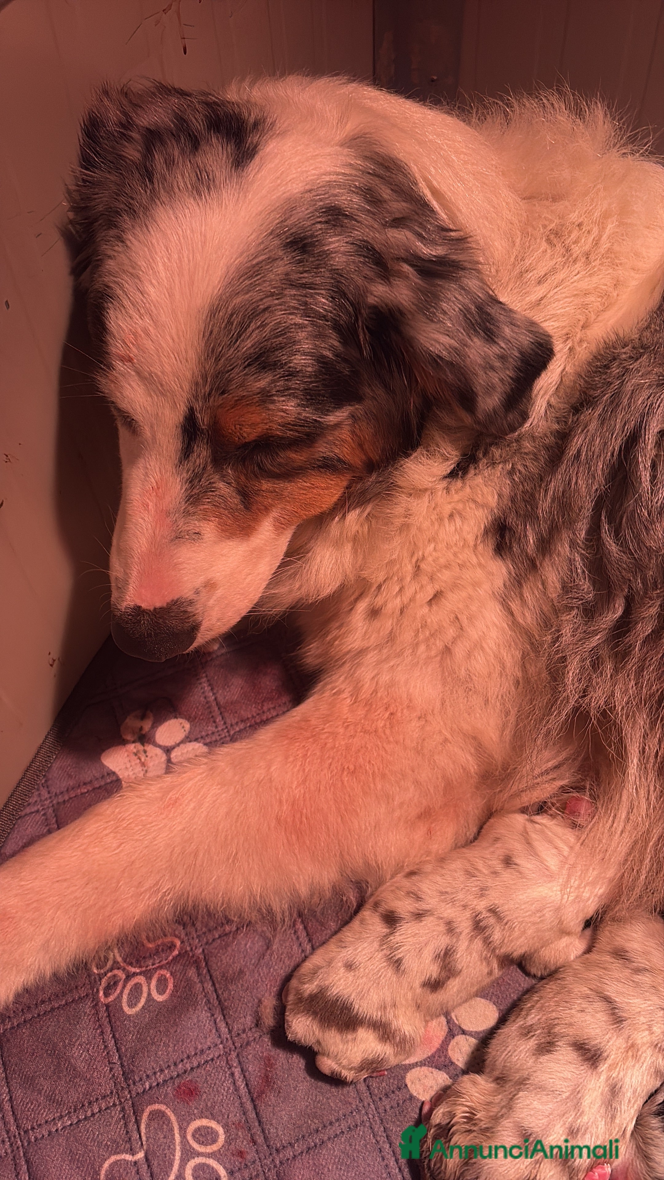 Australian Shepherd cani Cuccioli di pastore australiano con pedigree - Annuncio 6
