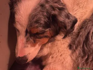 Australian Shepherd cani Cuccioli di pastore australiano con pedigree - Annuncio 35