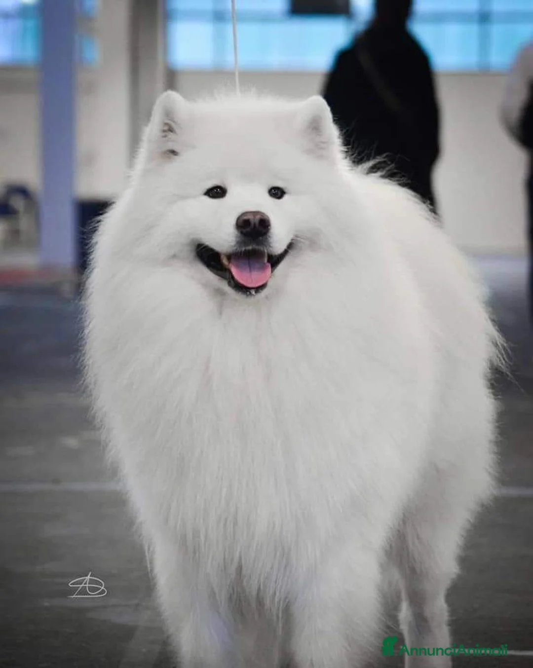 Samoiedo cani in vendita: Cuccioli di samoiedo  - Annuncio 7