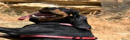 Meticcio cani in regalo: Bea in adozione - Annuncio 2