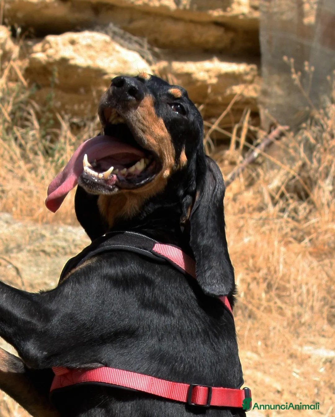Meticcio cani in regalo: Bea in adozione - Annuncio 2