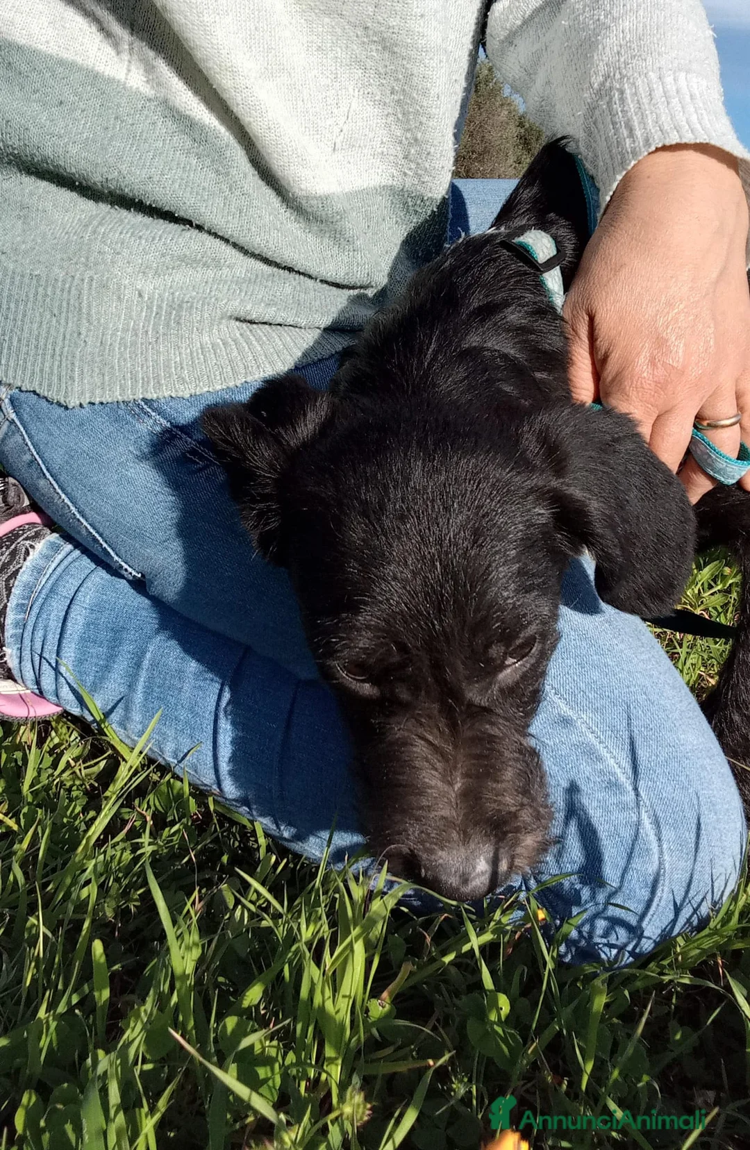 Meticcio cani in regalo: SOLE MIX SPINONCINO a Città Metropolitana di Bologna - Annuncio 5