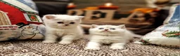 British gatti in vendita: British shorthair e longhair  - Annuncio 16