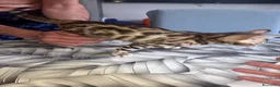 Bengala gatti in vendita: Vendita Cucciolo Bengala  - Annuncio 2