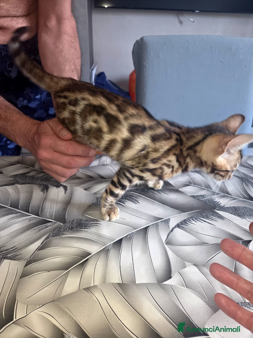 Bengala gatti in vendita: Vendita Cucciolo Bengala  - Annuncio 2