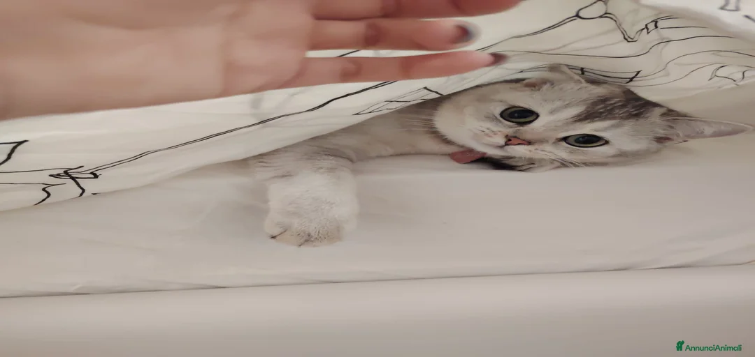 Immagine della galleria {{count}}