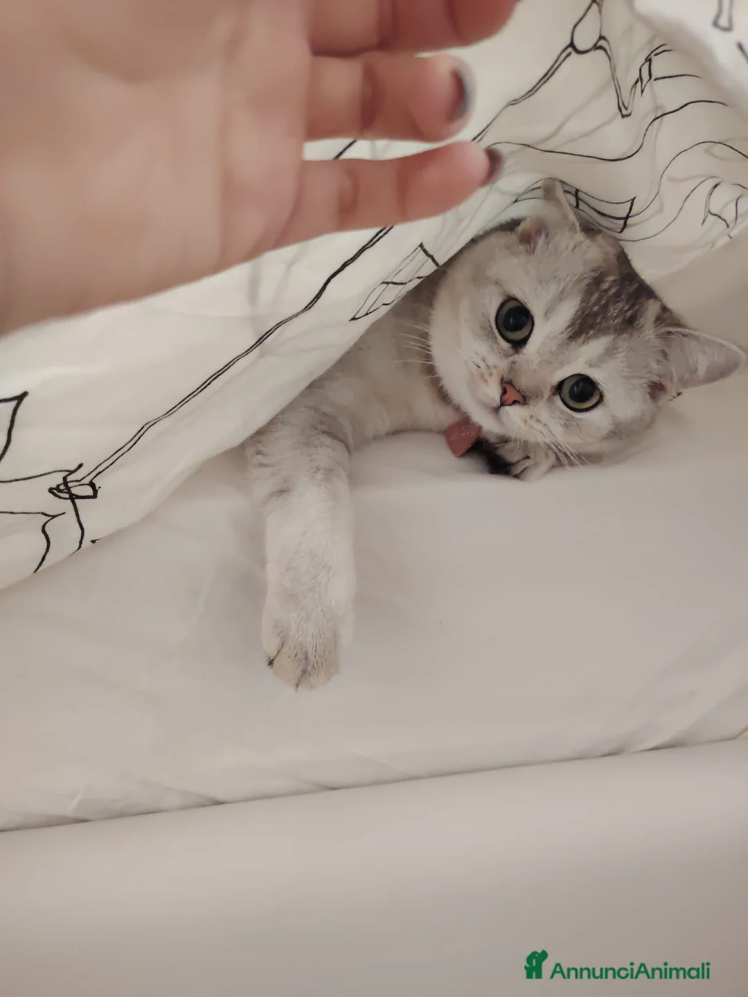 Immagine della galleria {{count}}