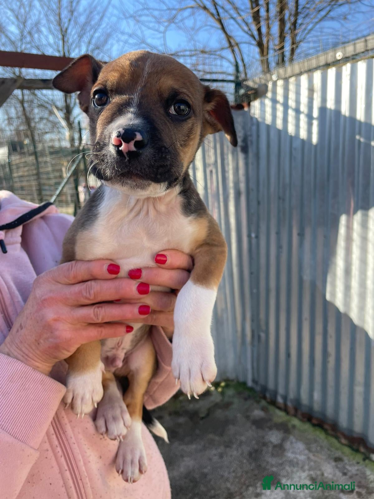 Meticcio cani SIMPATICI E TENERI CUCCIOLOTTI - Annuncio 1