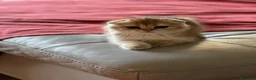 Scottish gatti in vendita: Cucciola di Scottish Fold colore biscotto chiaro - Annuncio 5