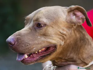 Pitbull cani KIRA HA BISOGNO DI UNA VERA FAMIGLIA, IN ADOZIONE - Annuncio 10