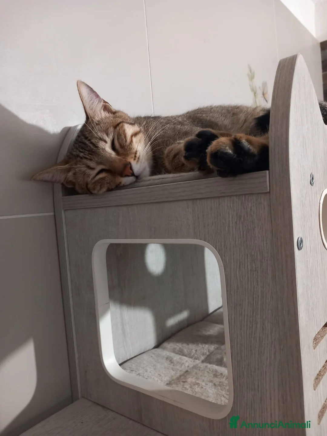 Europeo gatti in regalo: JAMES dolce micio in adozione! - Annuncio 4