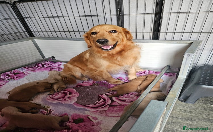 Golden Retriever cani CUCCIOLI GOLDEN RETRIEVER  - Annuncio 4