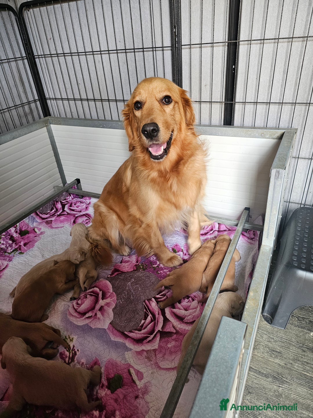 Golden Retriever cani in vendita: CUCCIOLI GOLDEN RETRIEVER  - Annuncio 1