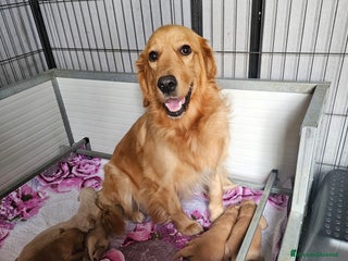 Golden Retriever cani CUCCIOLI GOLDEN RETRIEVER - Annuncio 26