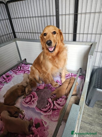 Golden Retriever cani CUCCIOLI GOLDEN RETRIEVER - Annuncio 1