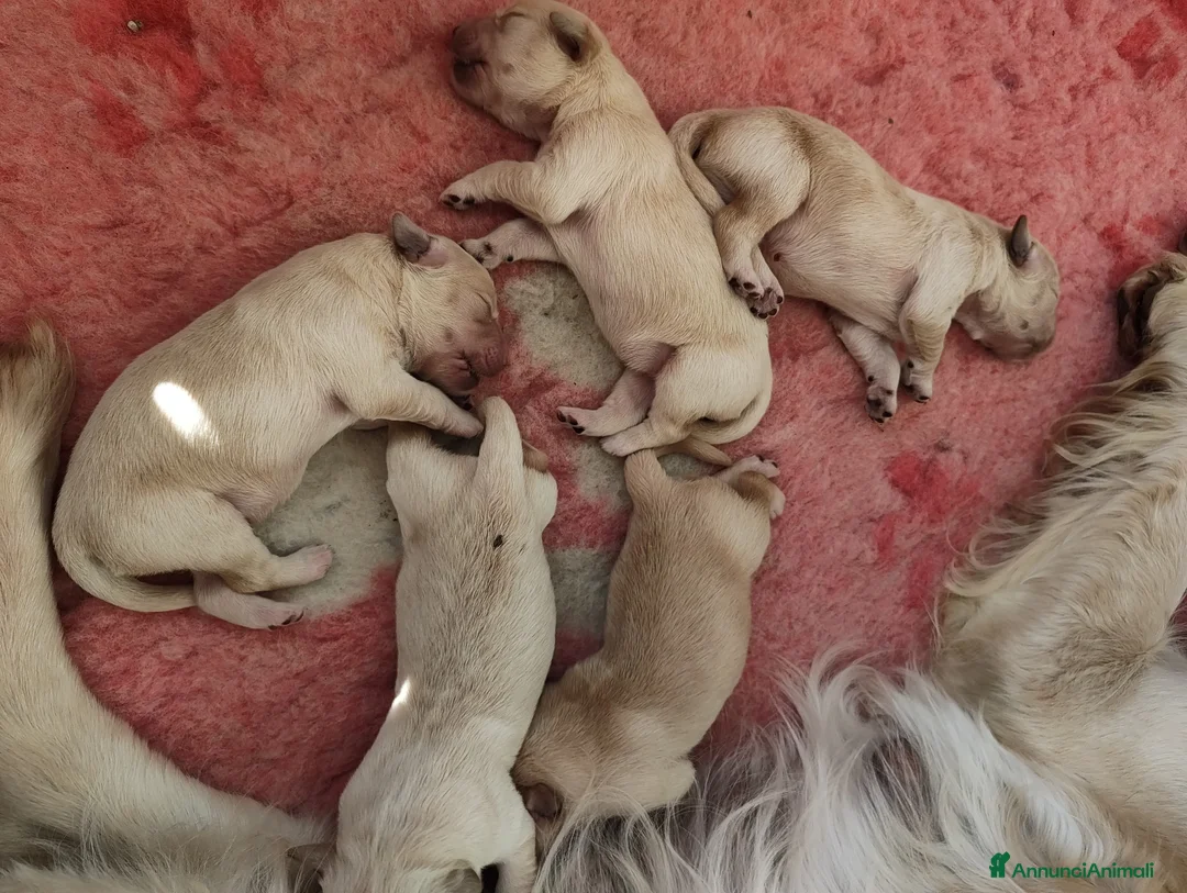 Golden Retriever cani in vendita: Stupendi cuccioli Golden Retriever  - Annuncio 2