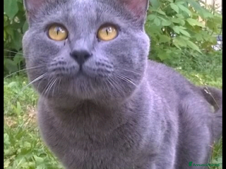 Certosino gatti STALLONE GATTO CERTOSINO X MONTA - Annuncio 1