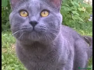 Certosino gatti STALLONE GATTO CERTOSINO X MONTA - Annuncio 22