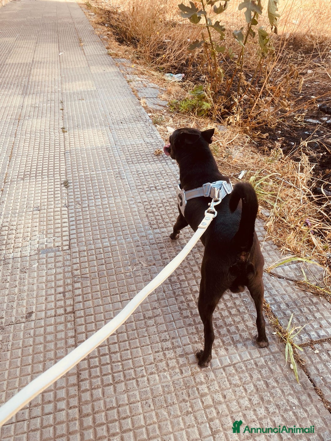 Pinscher Miniatura cani in regalo: Chicco pinscher molto tranquillo e coccolone - Annuncio 16