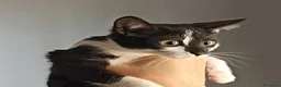 Meticcio gatti in regalo: 4 gattine in adozione  a Città metropolitana di Catania - Annuncio 12