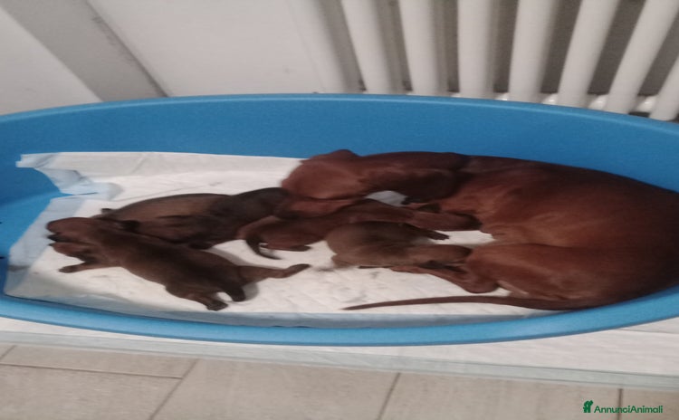 Bassotto cani - Annuncio 7