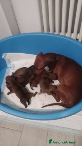 Bassotto cani - Annuncio 7