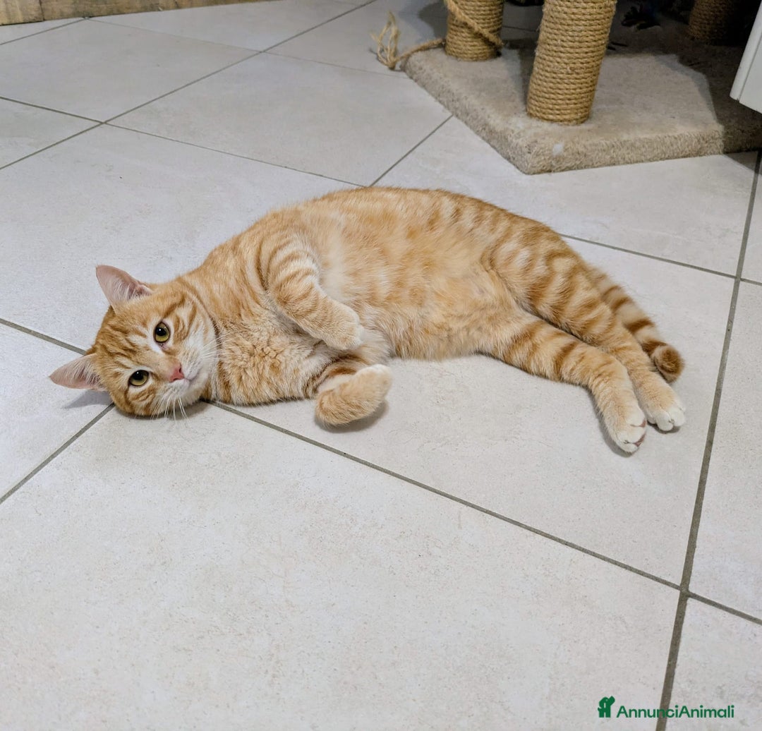 Meticcio gatti in regalo: Spritz e Bailey bellissimi mici giovanotti - Annuncio 5