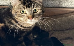 Altre razze gatti in vendita: 7 allegri batuffoli in cerca di casa a Province of Brescia - Immagine 5