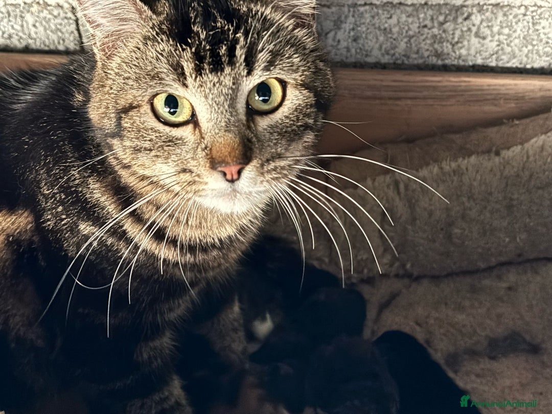 Altre razze gatti in vendita: 7 allegri batuffoli in cerca di casa a Province of Brescia - Immagine 5