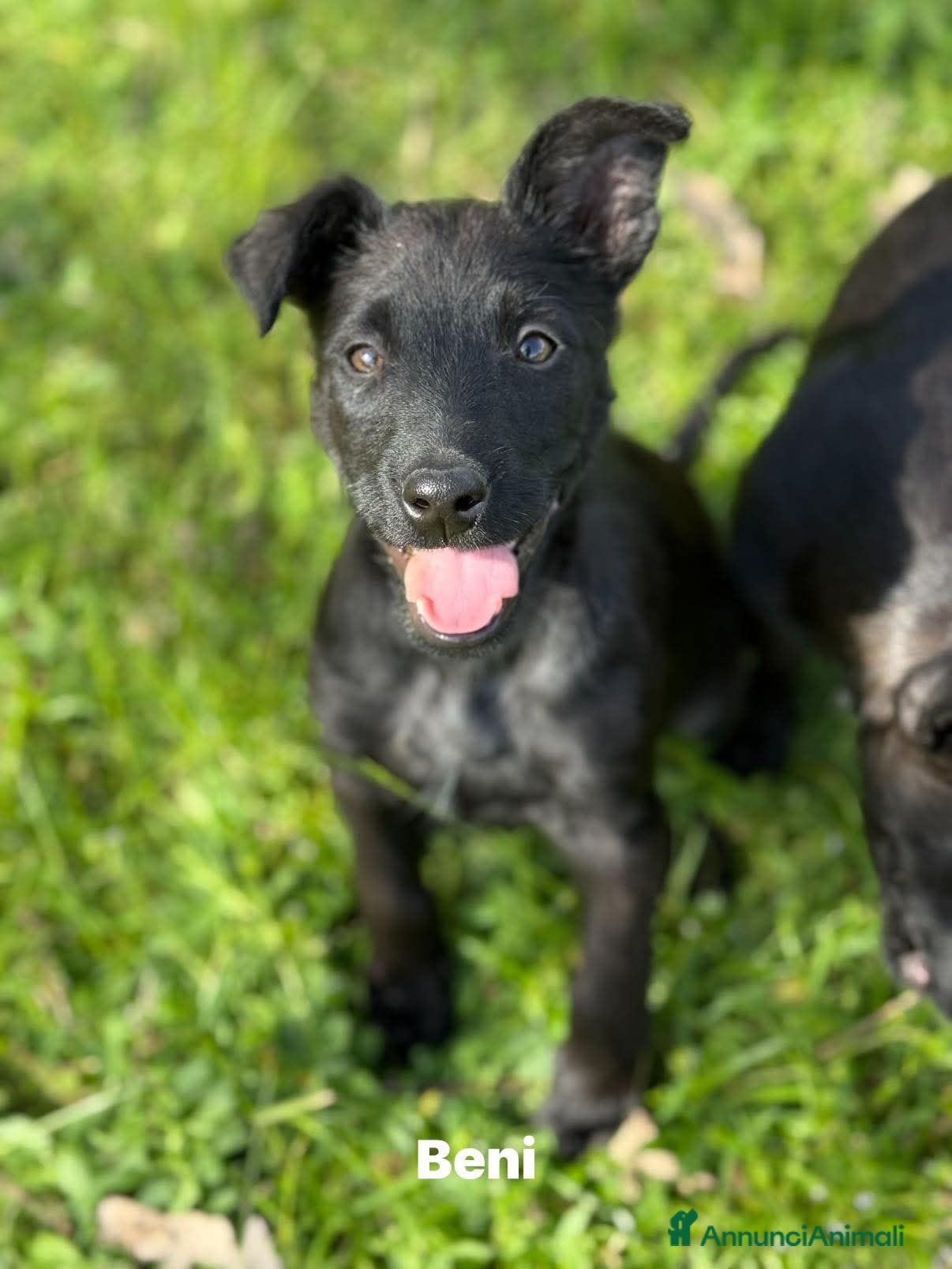 Meticcio cani in regalo: 3 dolci CUCCIOLI total black! Bellissimi - Annuncio 5