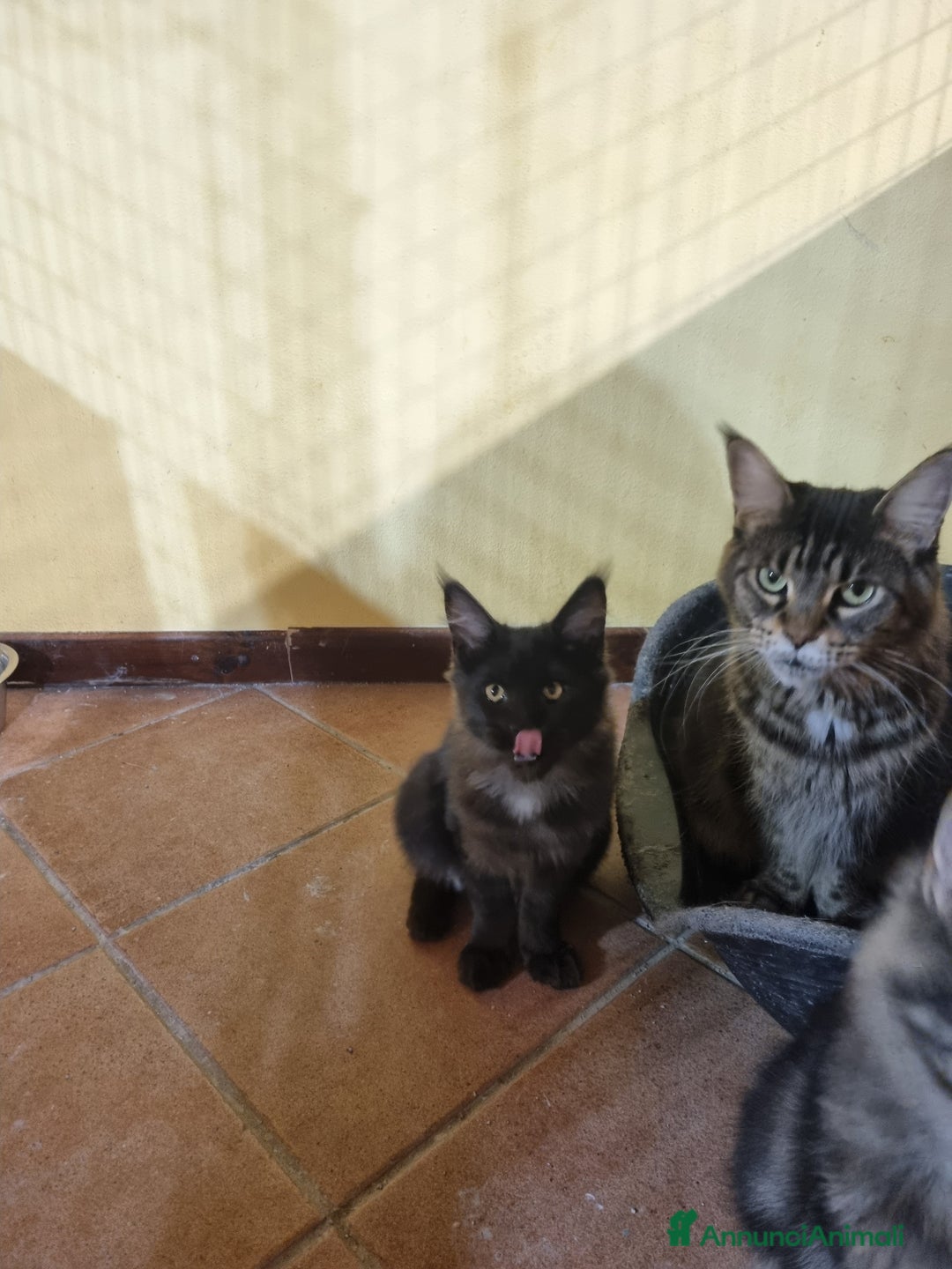 Maine Coon gatti in vendita: TENERISSIMA CUCCIOLA MAINE COON PEDIGREE ANFI - Annuncio 7