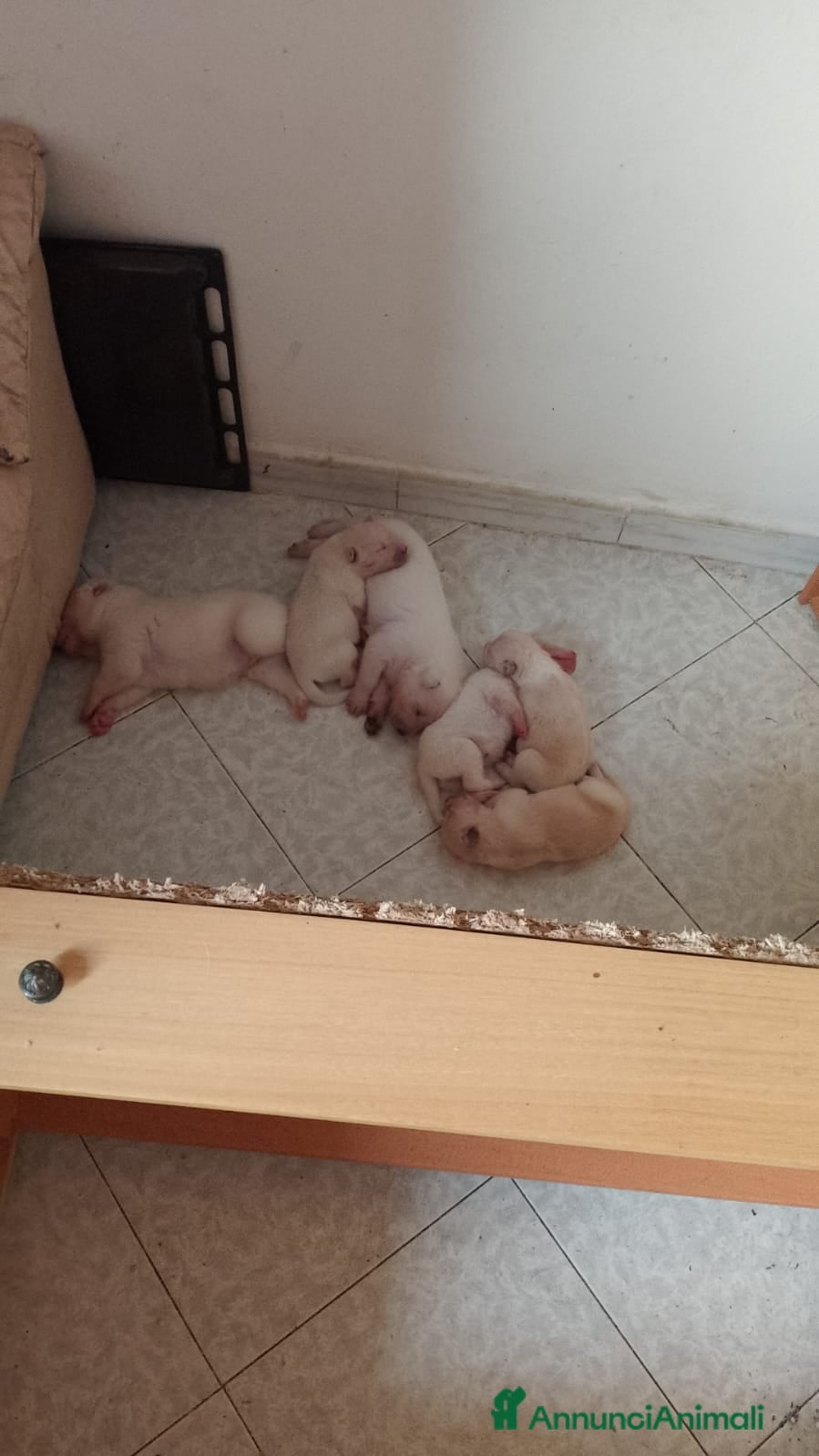Meticcio cani 🐶Cuccioli meticci Maremmano-Pitbull in regalo 💖 - Annuncio 1