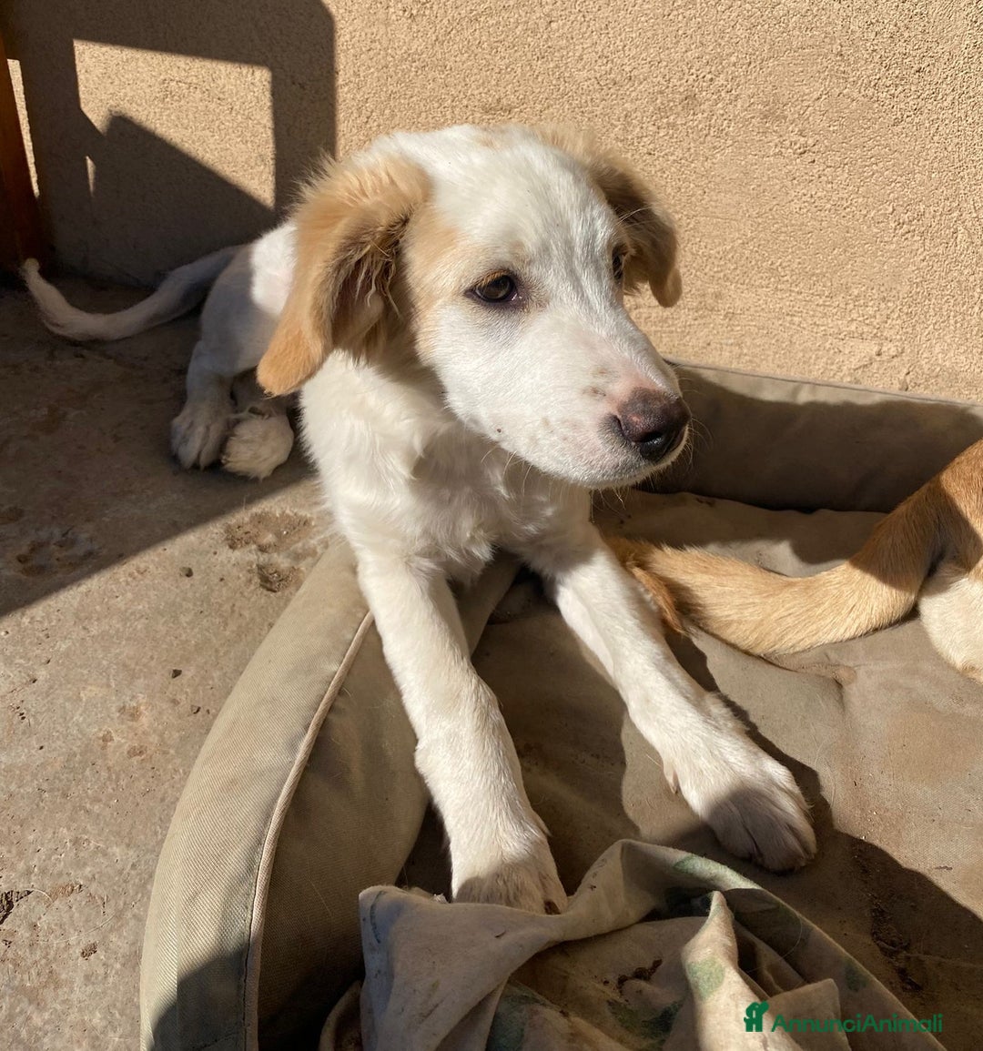 Meticcio cani in regalo: Fuffy cucciolo adorabile - Annuncio 5