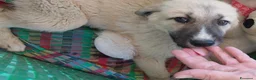 Meticcio cani in regalo: 3mix pastorini 3mesi salvati.SOS CASA SUD  - Annuncio 6