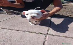 American Bully cani in vendita: American bully pocket  - Immagine 1