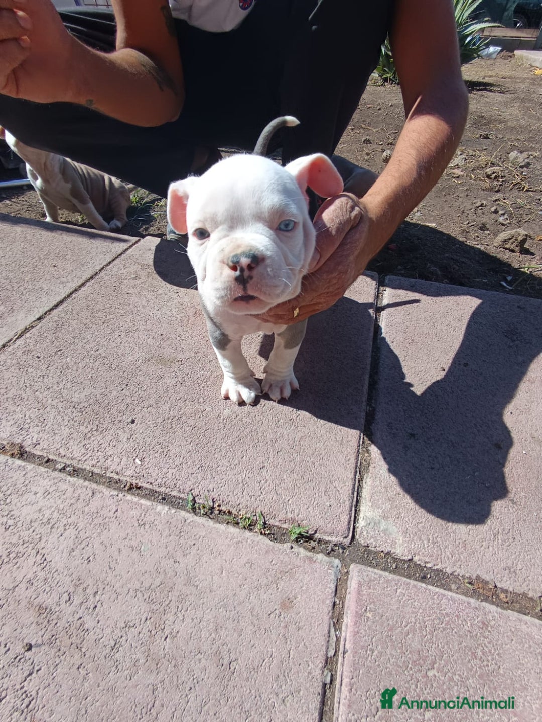 American Bully cani in vendita: American bully pocket  - Immagine 1