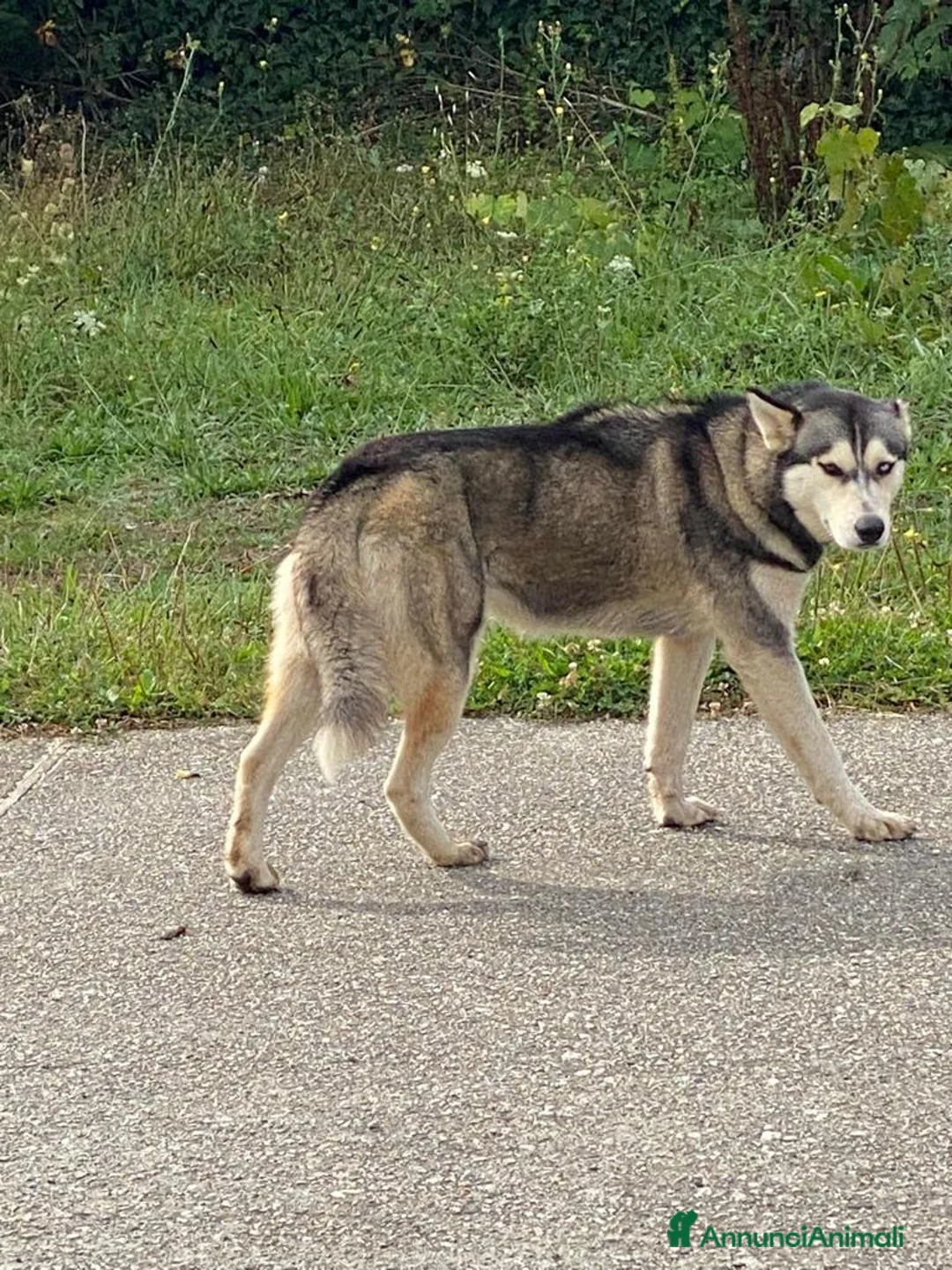 Husky cani in regalo: Husky femmina 2/3anni,mollata a se stessa.CALABRIA a Città metropolitana di Milano - Annuncio 2