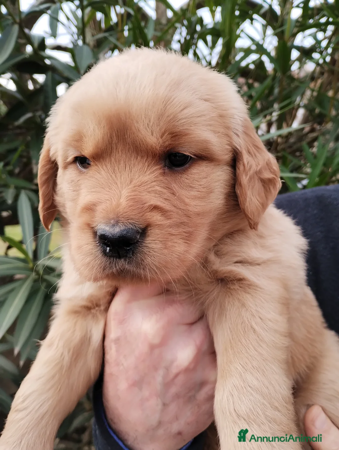 Golden Retriever cani in vendita: Cuccioli Golden Retriever alta genealogia  a Città metropolitana di Milano - Annuncio 2