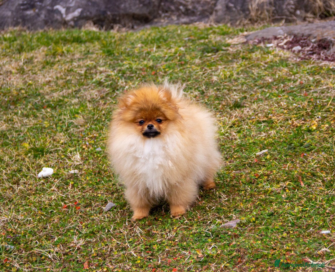 Spitz cani in vendita: Disponibile 1 Cucciolo di Spitz Pomerania a Provincia di Sondrio - Immagine 10