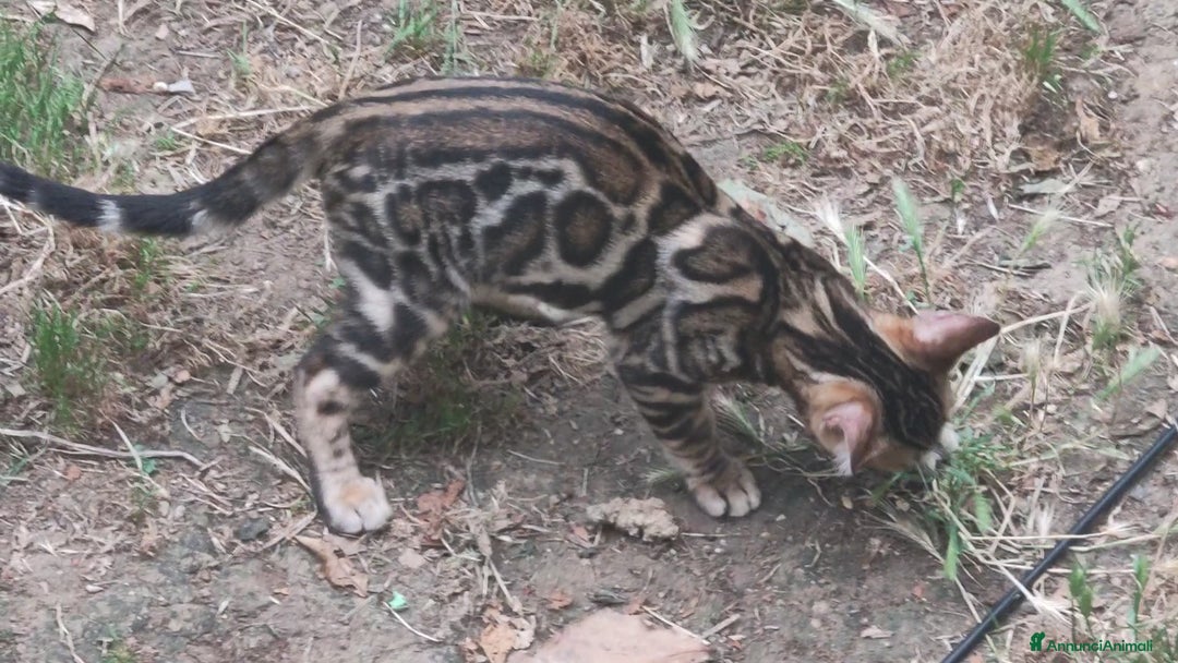 Bengala gatti in vendita: Gatto del Bengala maschietto  a Provincia di Teramo - Immagine 3