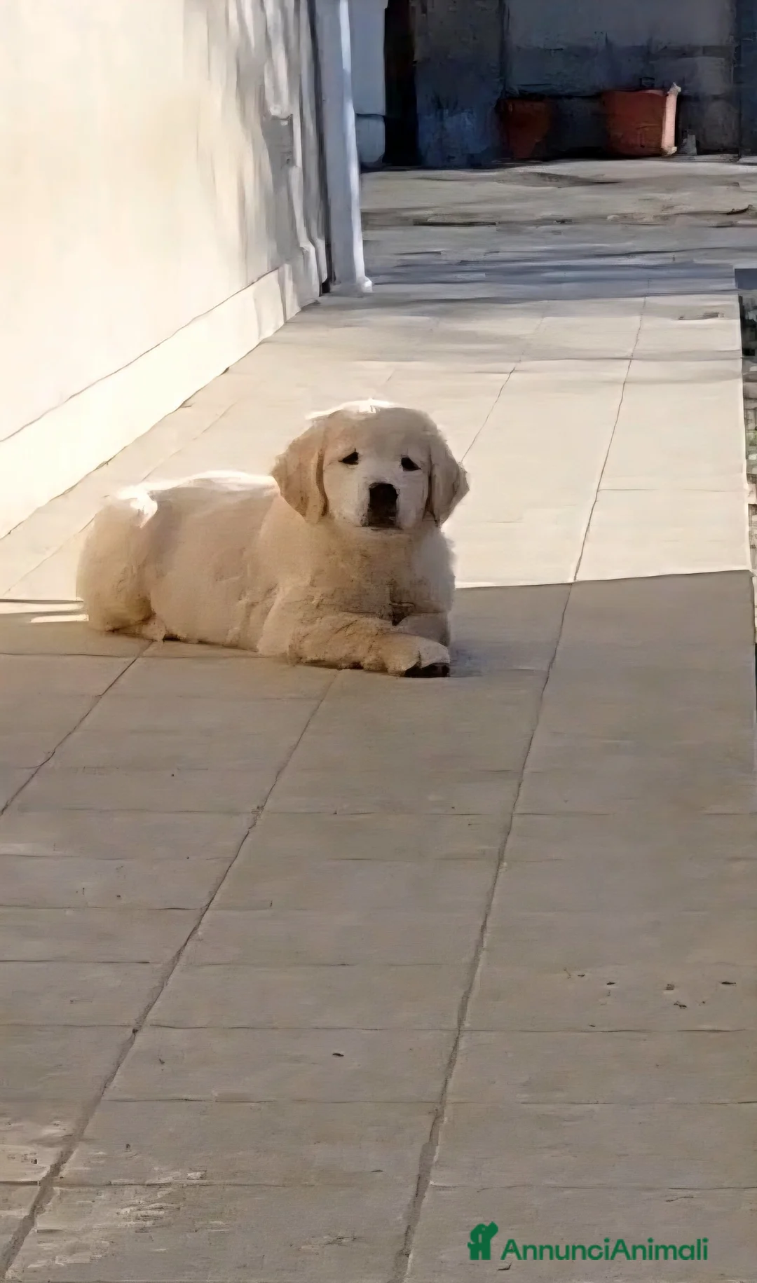 Golden Retriever cani in vendita: Cucciola di Golden Retriever  - Annuncio 4