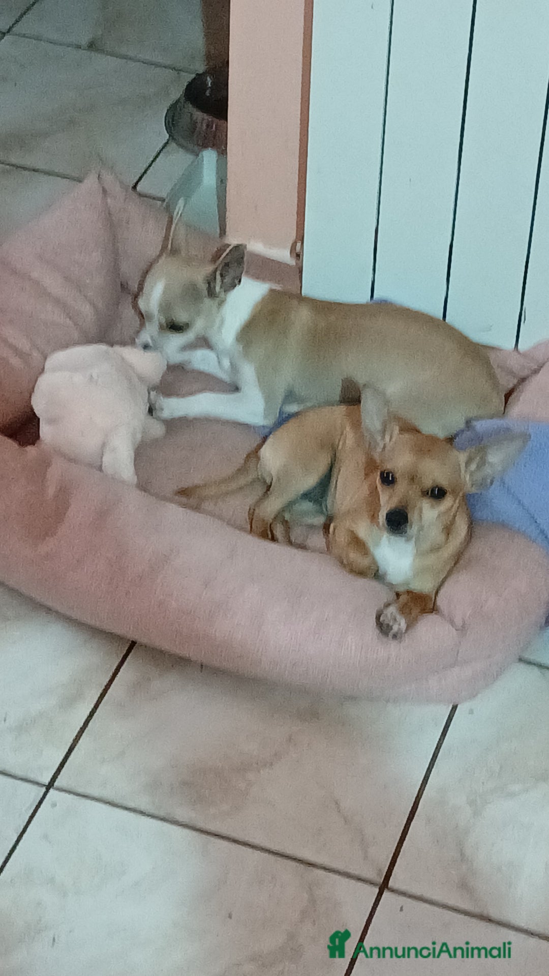Chihuahua cani in vendita: Chihuahua cucciolini  bellissimi - Annuncio 5